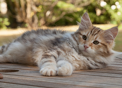 Melchior - 12 weeks old