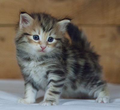 Melchior - 3 weeks old