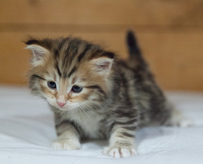 Melchior - 3 weeks old