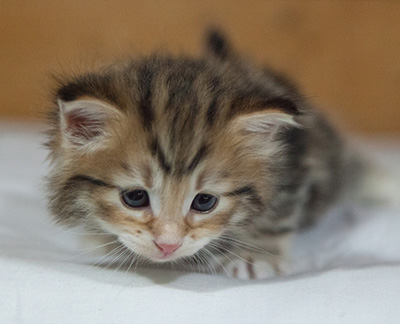 Melchior - 3 weeks old