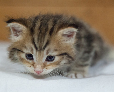 Melchior - 3 weeks old