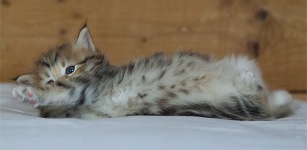 Melchior - 3 weeks old