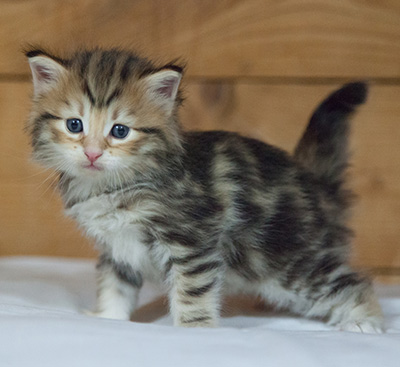 Melchior - 3 weeks old