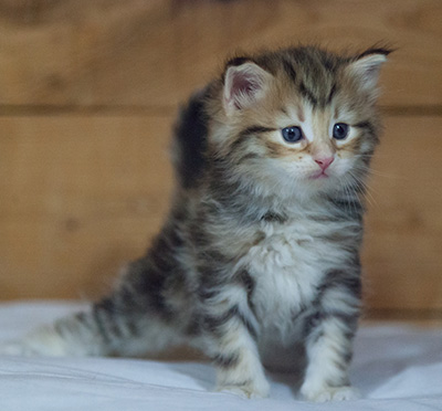 Melchior - 3 weeks old