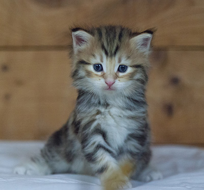 Melchior - 3 weeks old