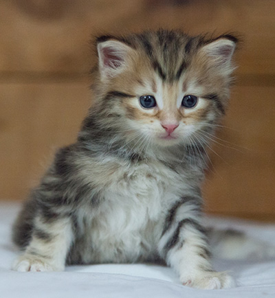 Melchior - 3 weeks old