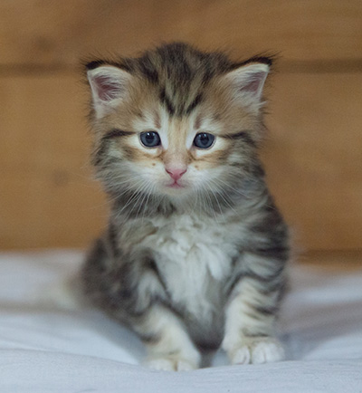 Melchior - 3 weeks old