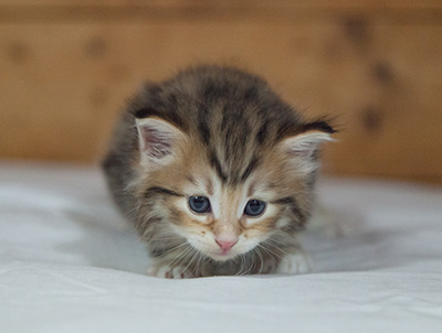 Melchior - 3 weeks old
