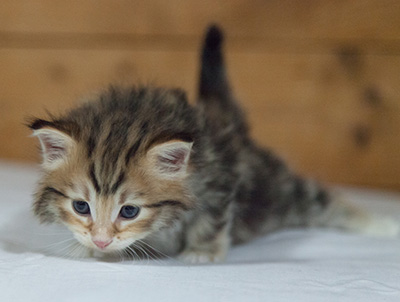 Melchior - 3 weeks old