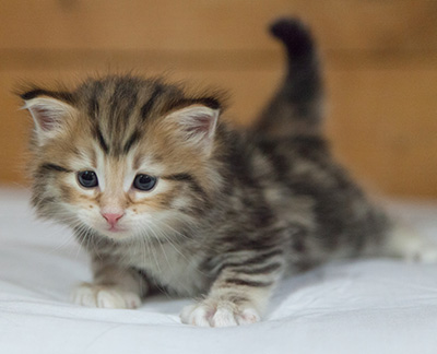 Melchior - 3 weeks old