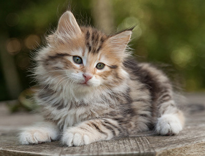 Melchior - 9 weeks old