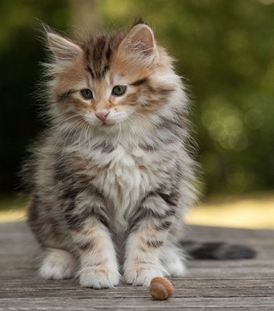 Melchior - 9 weeks old