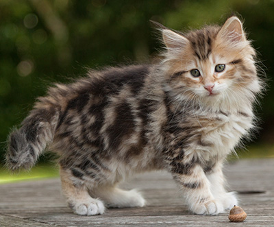 Melchior - 9 weeks old