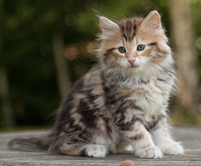 Melchior - 9 weeks old