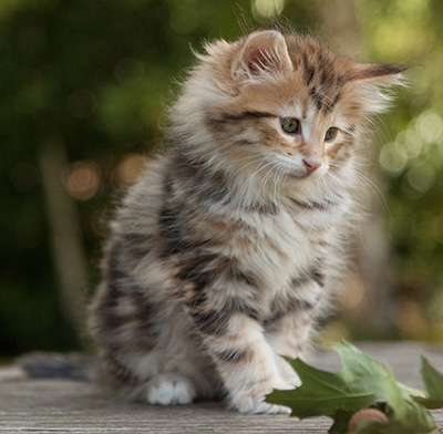 Melchior - 9 weeks old