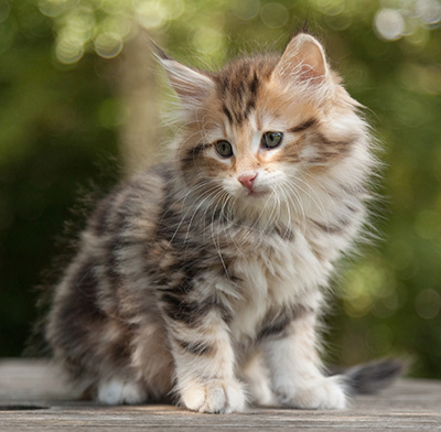 Melchior - 9 weeks old