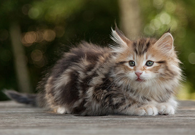 Melchior - 9 weeks old