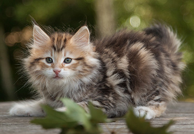 Melchior - 9 weeks old