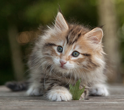 Melchior - 9 weeks old