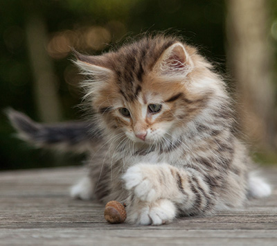 Melchior - 9 weeks old