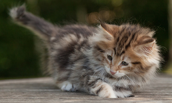 Melchior - 9 weeks old