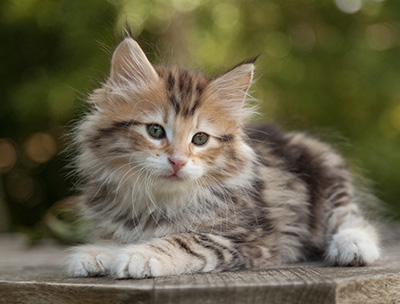 Melchior - 9 weeks old