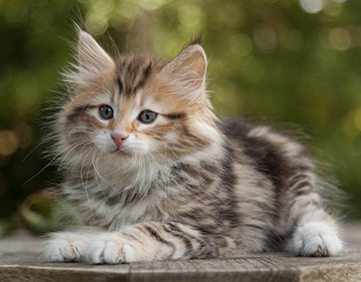 Melchior - 9 weeks old
