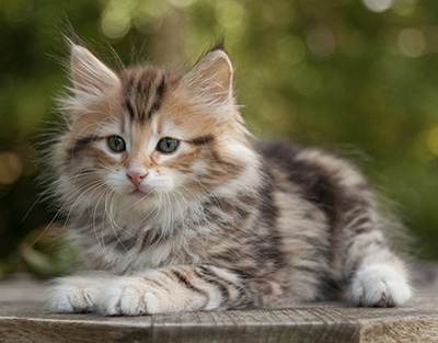 Melchior - 9 weeks old