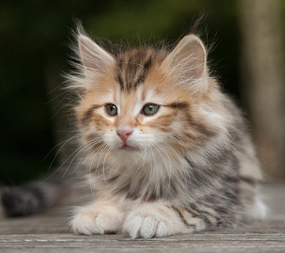 Melchior - 9 weeks old