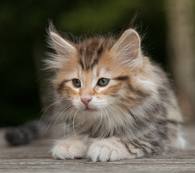Melchior - 9 weeks old