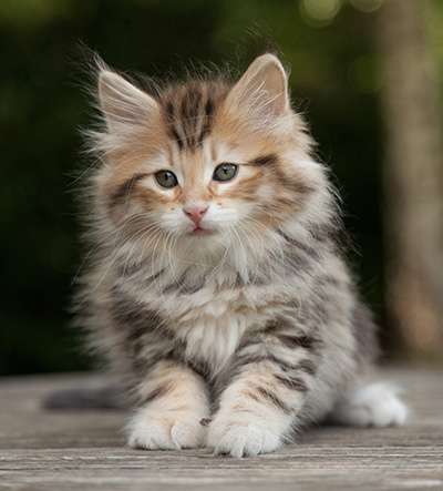 Melchior - 9 weeks old