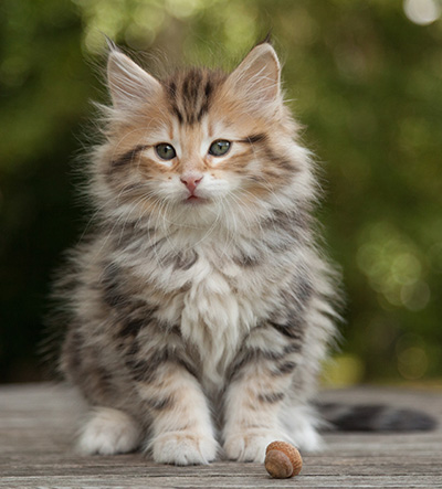 Melchior - 9 weeks old