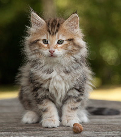 Melchior - 9 weeks old