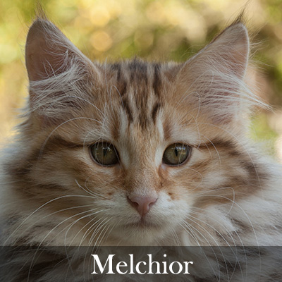 Melchior