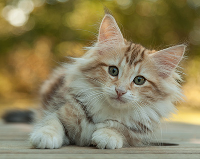 Mikkel - 12 weeks old