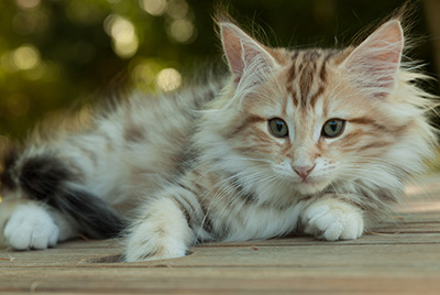 Mikkel - 12 weeks old