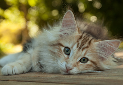 Mikkel - 12 weeks old