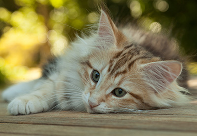 Mikkel - 12 weeks old