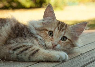 Mikkel - 12 weeks old
