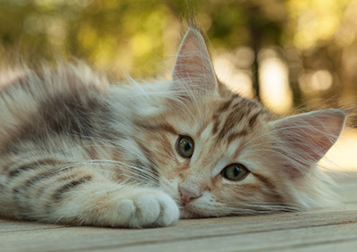 Mikkel - 12 weeks old