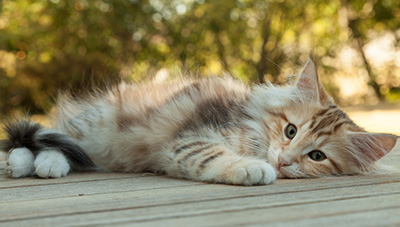 Mikkel - 12 weeks old