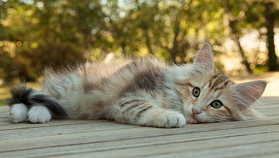 Mikkel - 12 weeks old