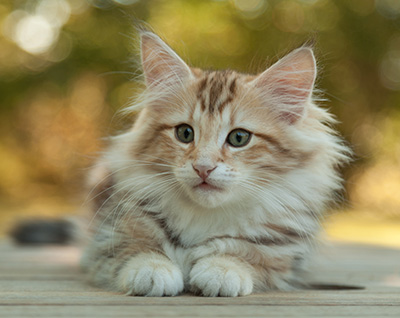 Mikkel - 12 weeks old
