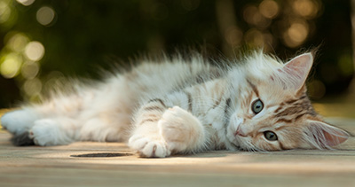 Mikkel - 12 weeks old