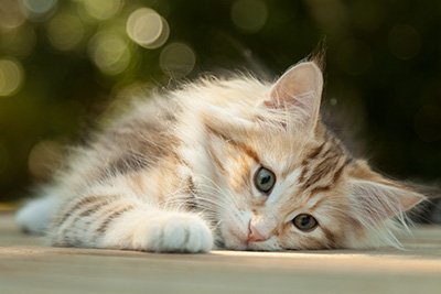 Mikkel - 12 weeks old