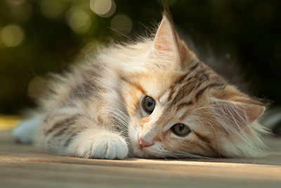 Mikkel - 12 weeks old