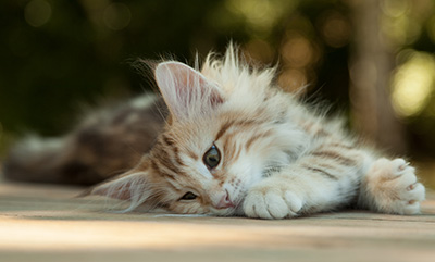 Mikkel - 12 weeks old