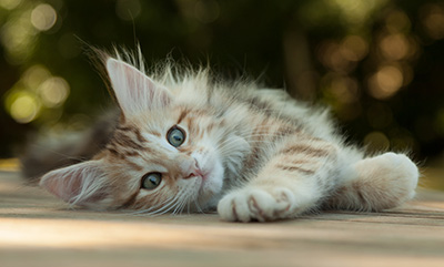Mikkel - 12 weeks old