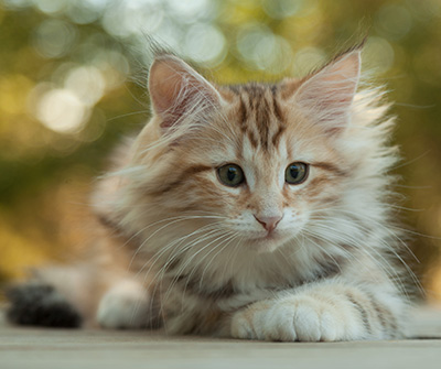 Mikkel - 12 weeks old