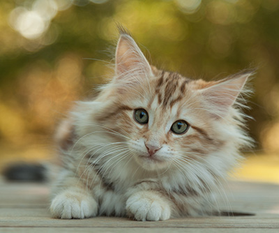 Mikkel - 12 weeks old